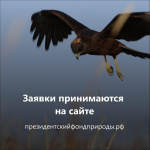 1 апреля стартовал первый конкурс экологических и природоохранных проектов